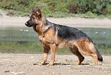 BERGER ALLEMAND 679